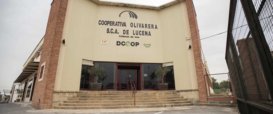 cooperativa-olivarera-de-lucena-1